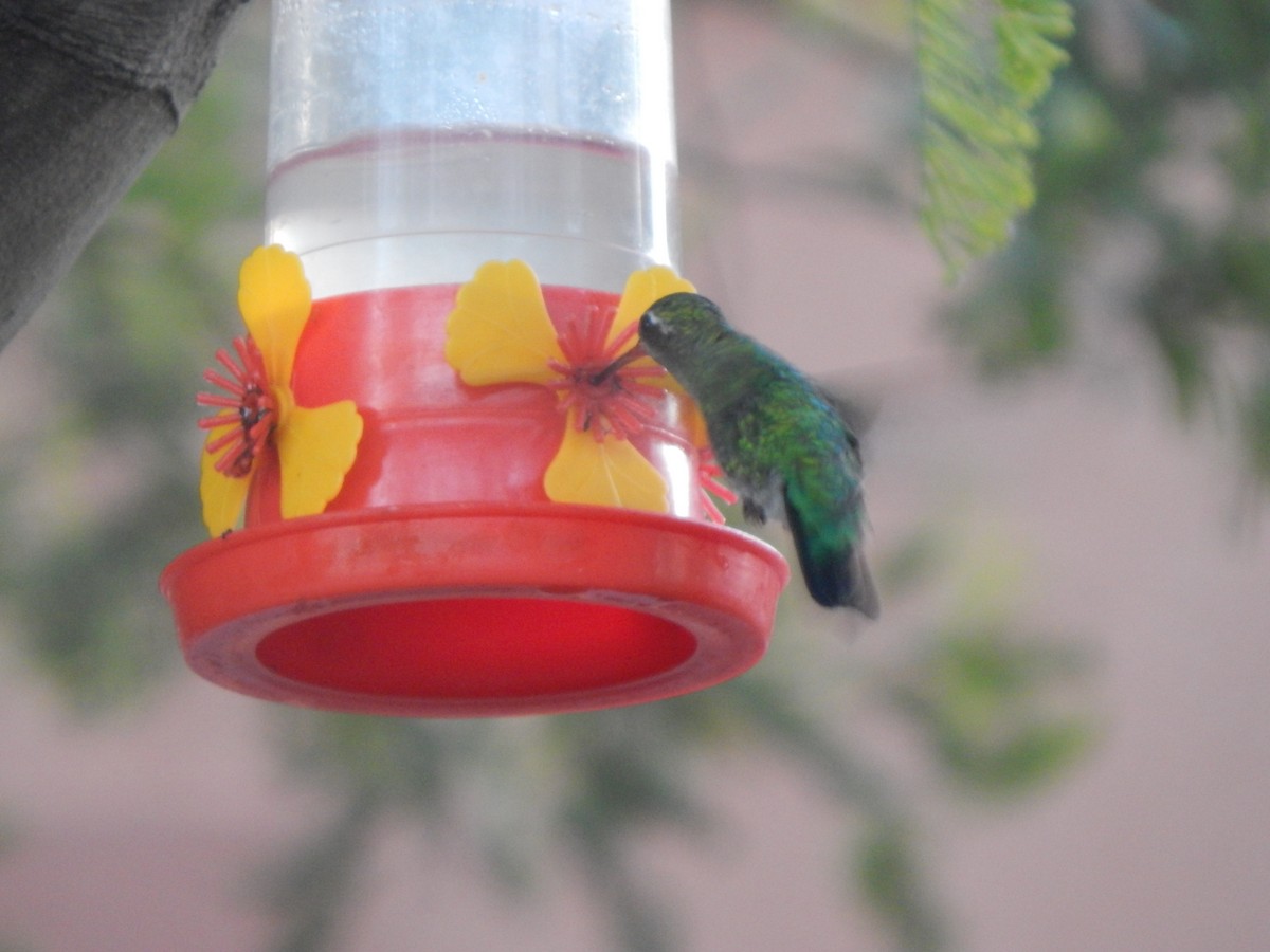 kolibřík lesklobřichý - ML615743042