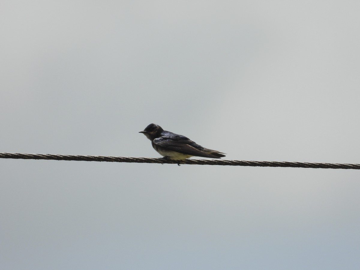 Gray-breasted Martin - ML615743063