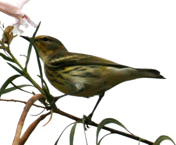 Cape May Warbler - ML61574311