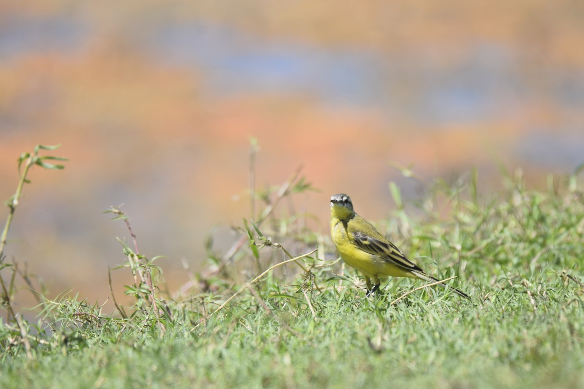 Western Yellow Wagtail - Rudrasinh Chauhan