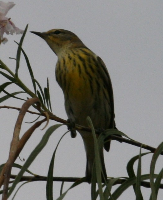 Cape May Warbler - ML61574321