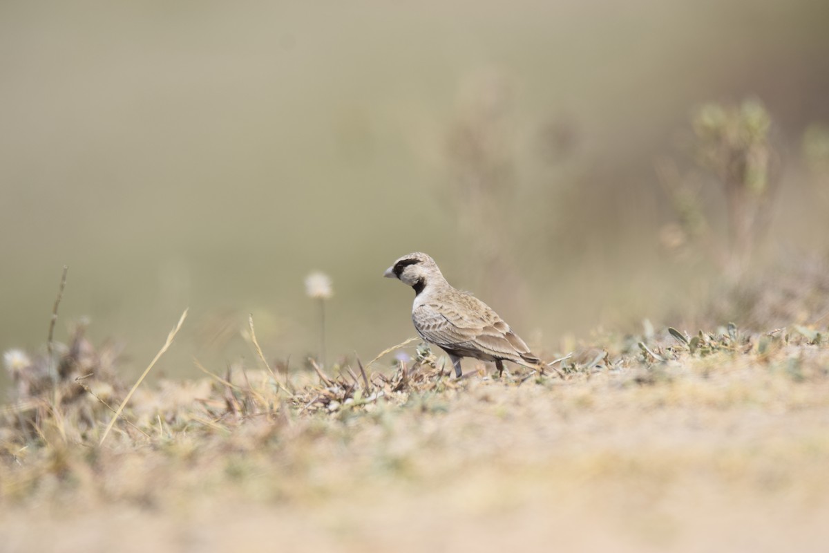 Ashy-crowned Sparrow-Lark - Rudrasinh Chauhan