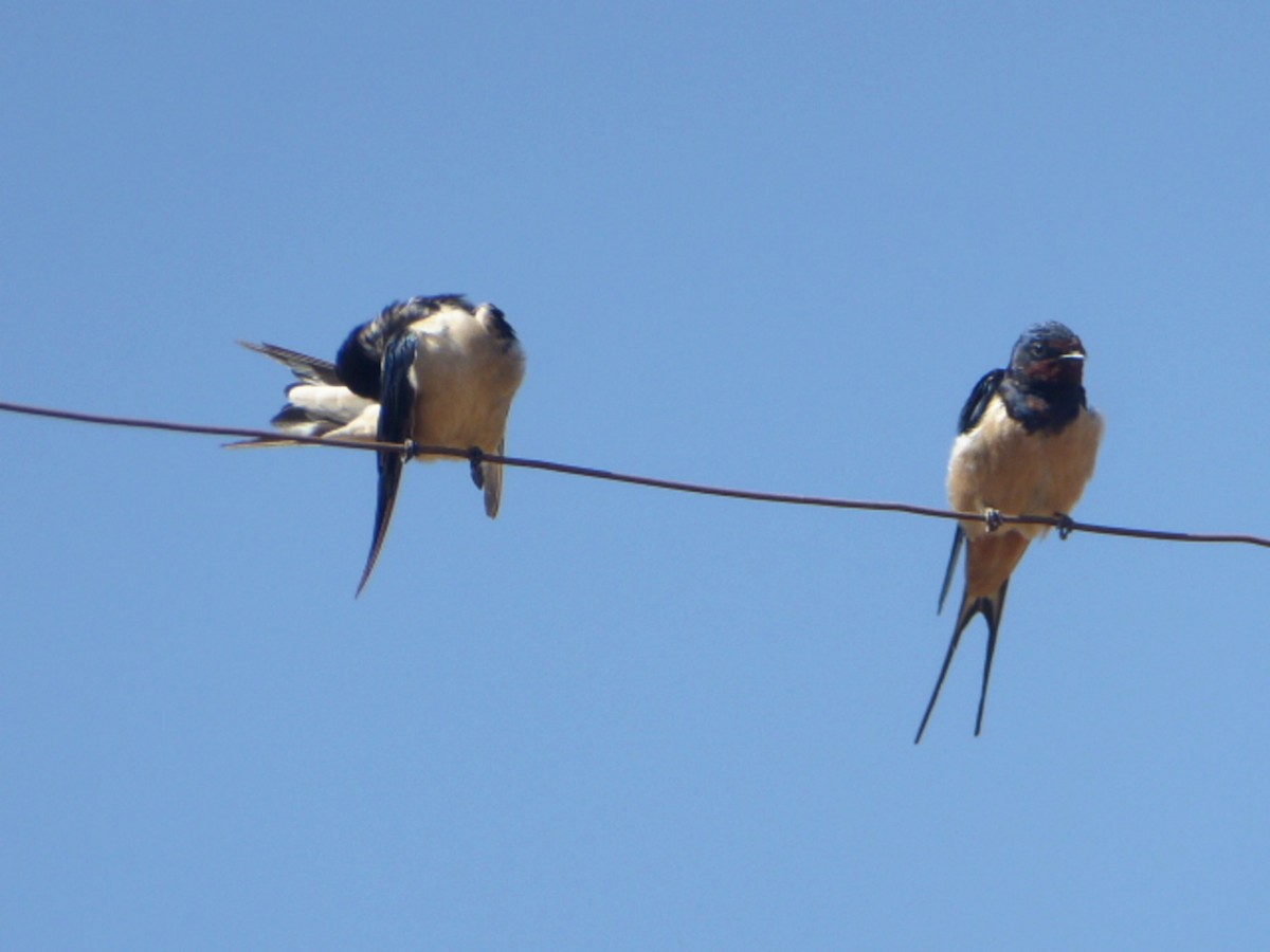 Barn Swallow - Jose Estrada