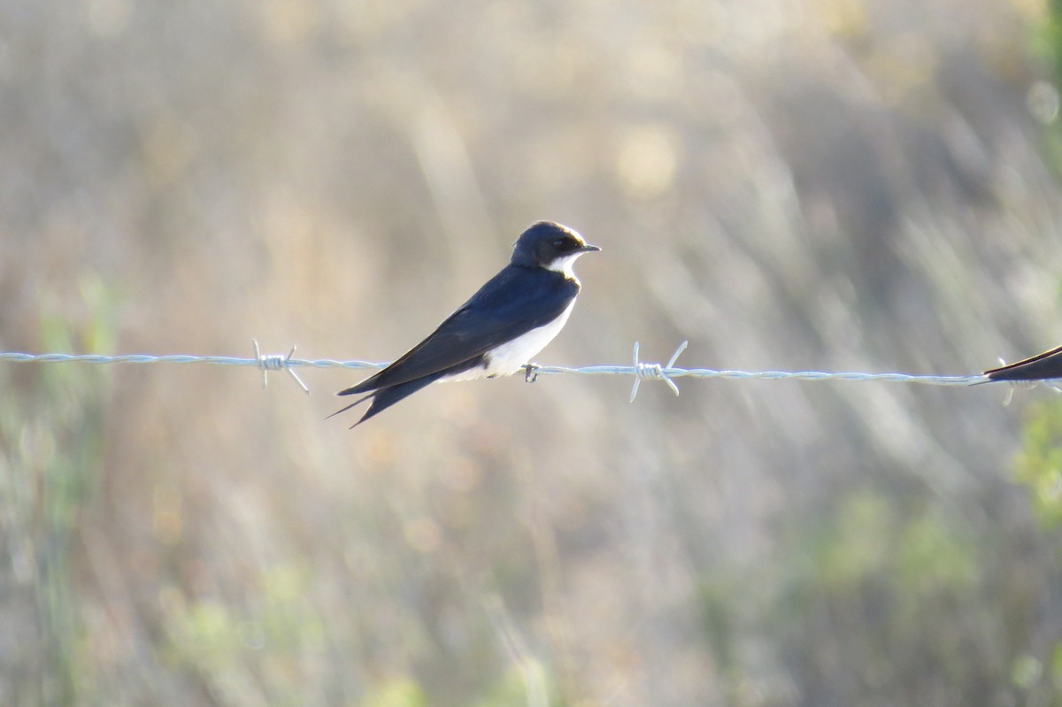 Golondrina Perlada - ML615743279