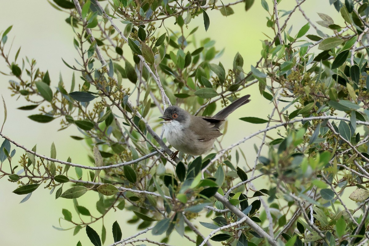 Sardinian Warbler - ML615743453