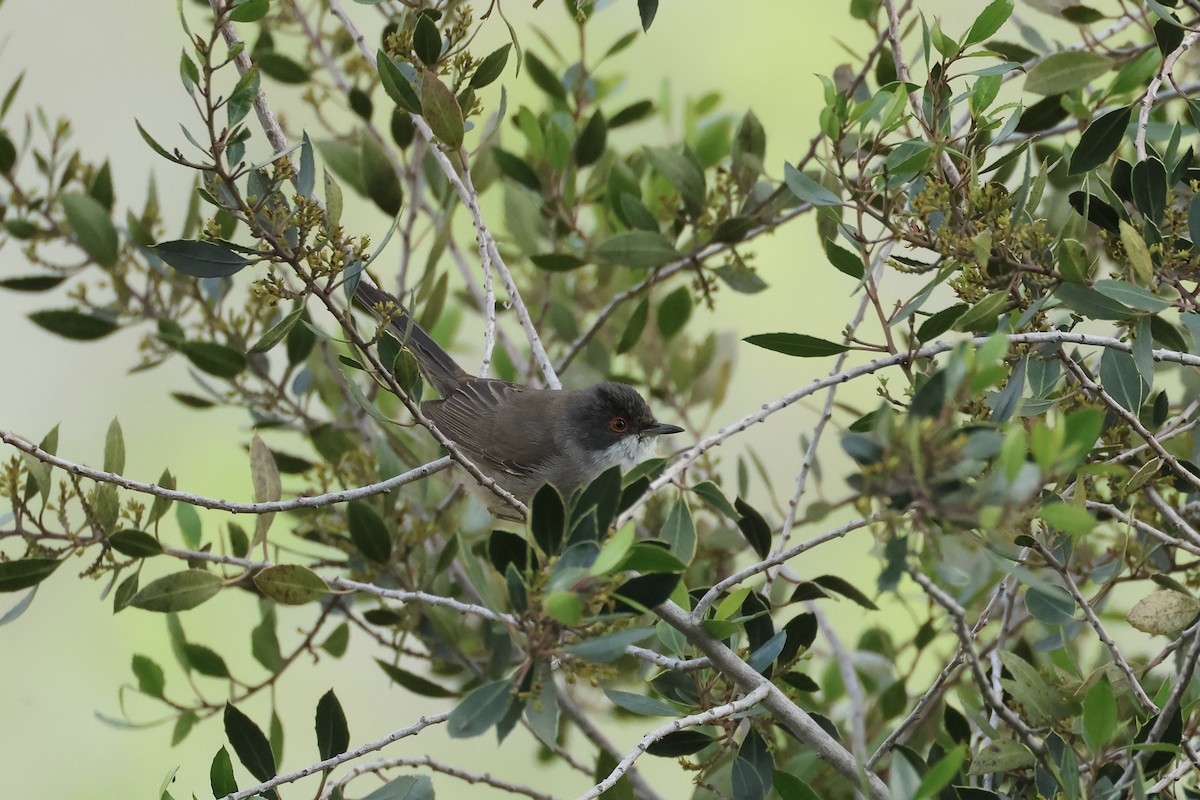 Sardinian Warbler - ML615743454