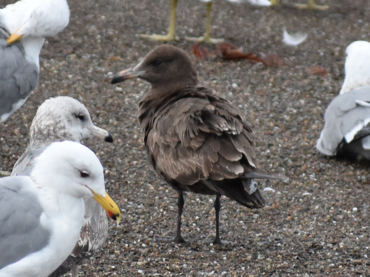 Heermann's Gull - ML615743471