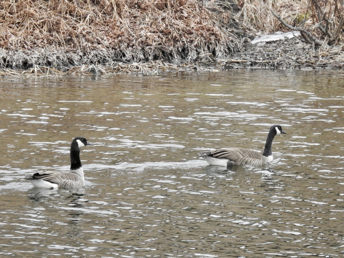 Kanadagans - ML615743486