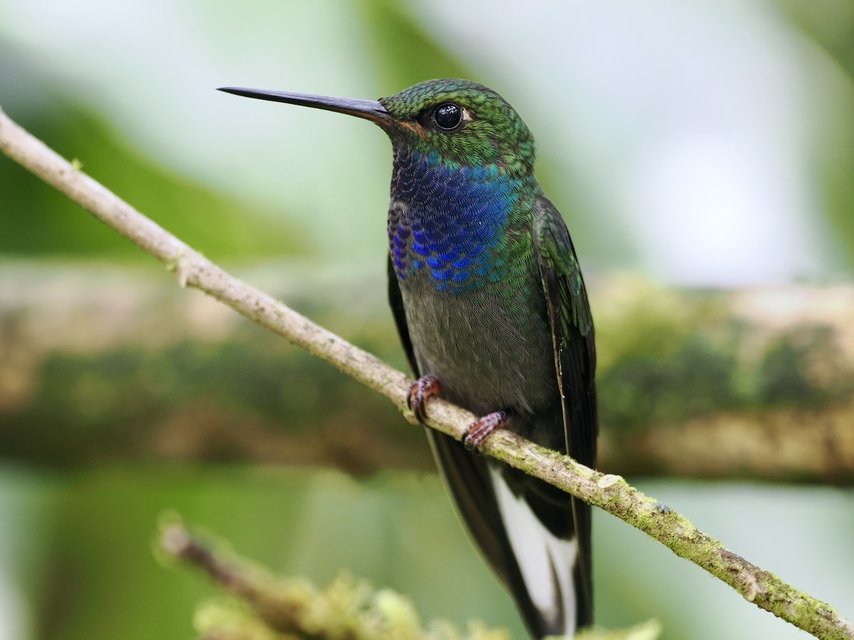 kolibřík zelenohřbetý - ML615743513