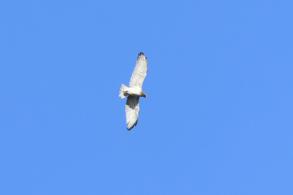 Short-toed Snake-Eagle - ML615743543