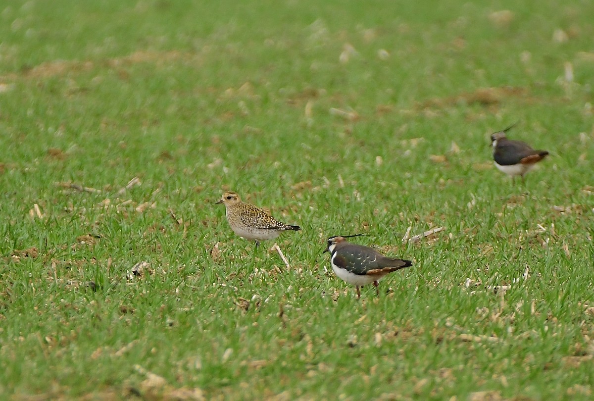 European Golden-Plover - ML615743595