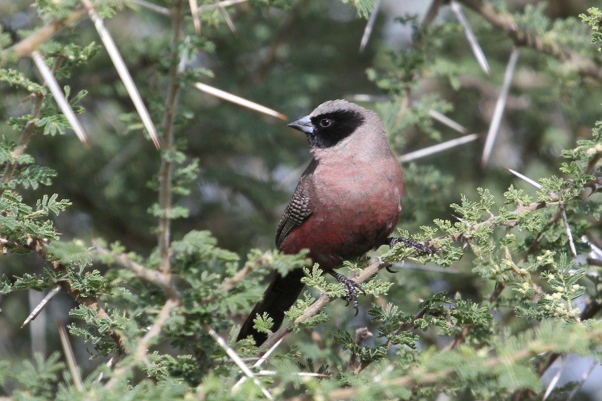 Black-faced Waxbill - ML61574361