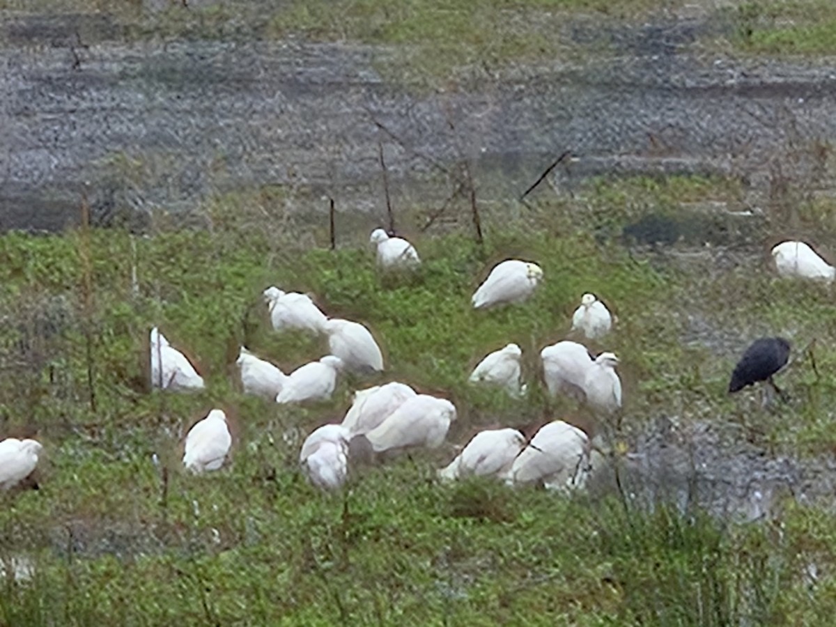 Snowy Egret - ML615743616