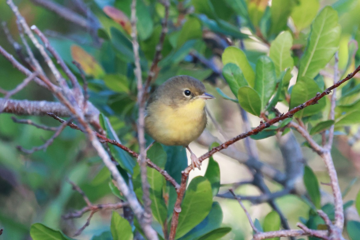 Common Yellowthroat - Ken McKenna