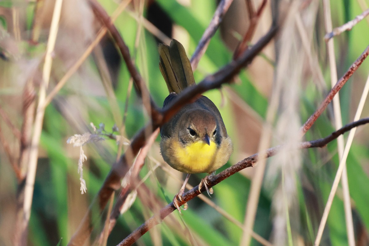 Common Yellowthroat - ML615743644