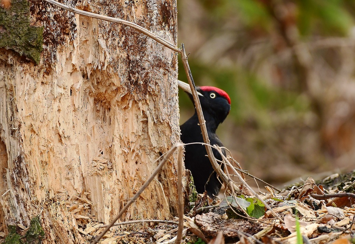 Black Woodpecker - ML615743651