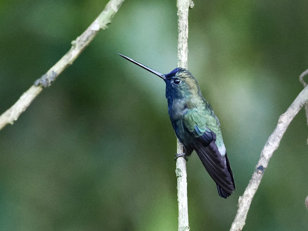 Blue-fronted Lancebill - Gabriel Willow