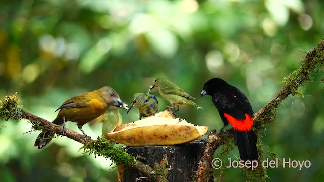 Scarlet-rumped Tanager - ML615743674
