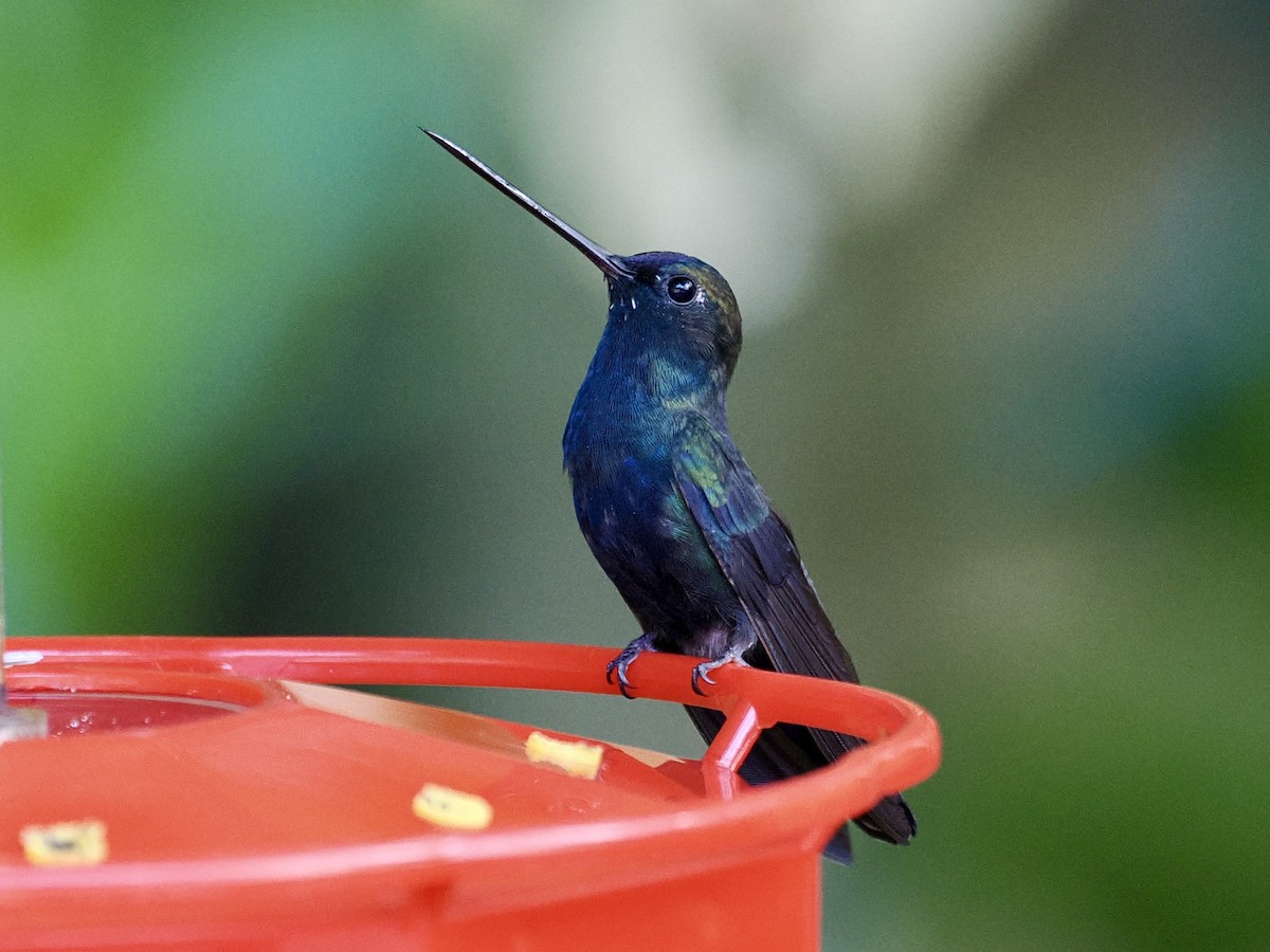 Blue-fronted Lancebill - ML615743676