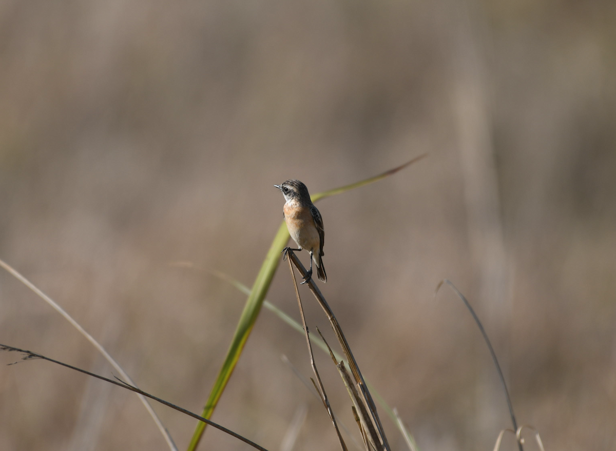 Siberian Stonechat - ML615743692