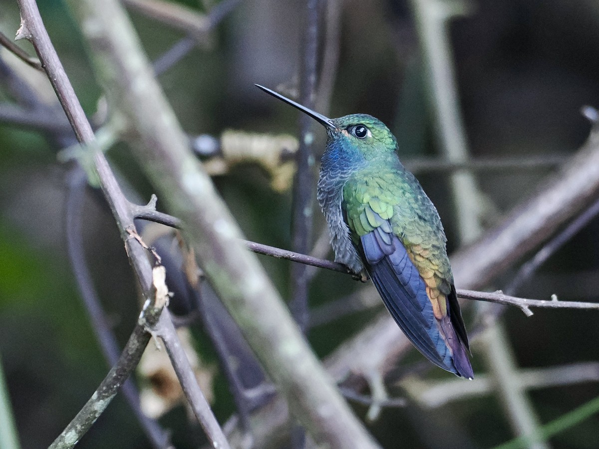 Colibrí de Bouguer Oriental - ML615743695