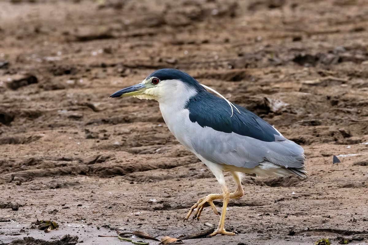 Black-crowned Night Heron - Jennifer Esten