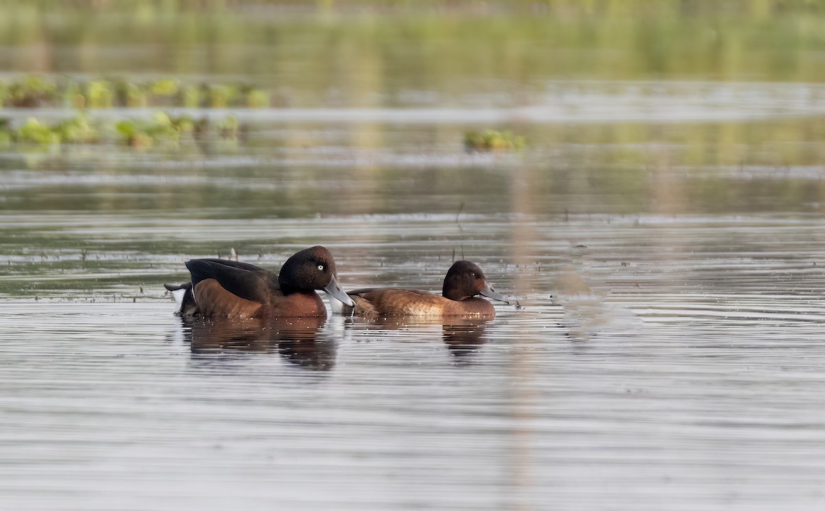 Baer's Pochard - ML615743719