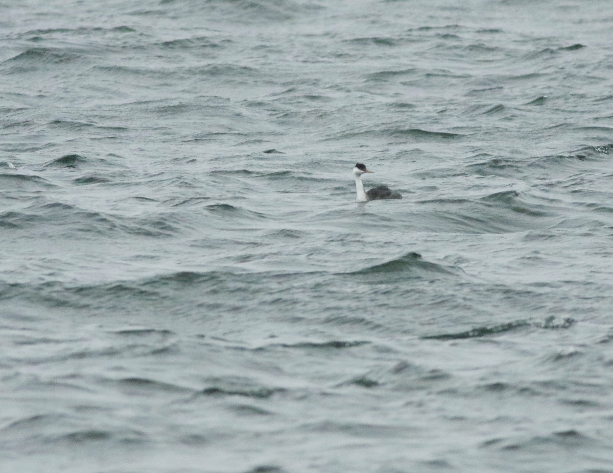 Western Grebe - ML615743737