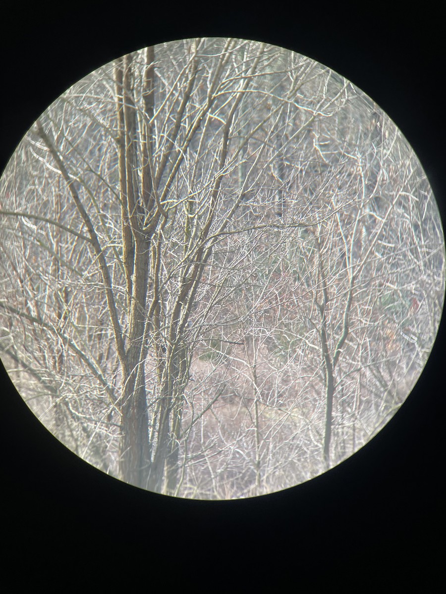 White-crowned Sparrow - ML615743774