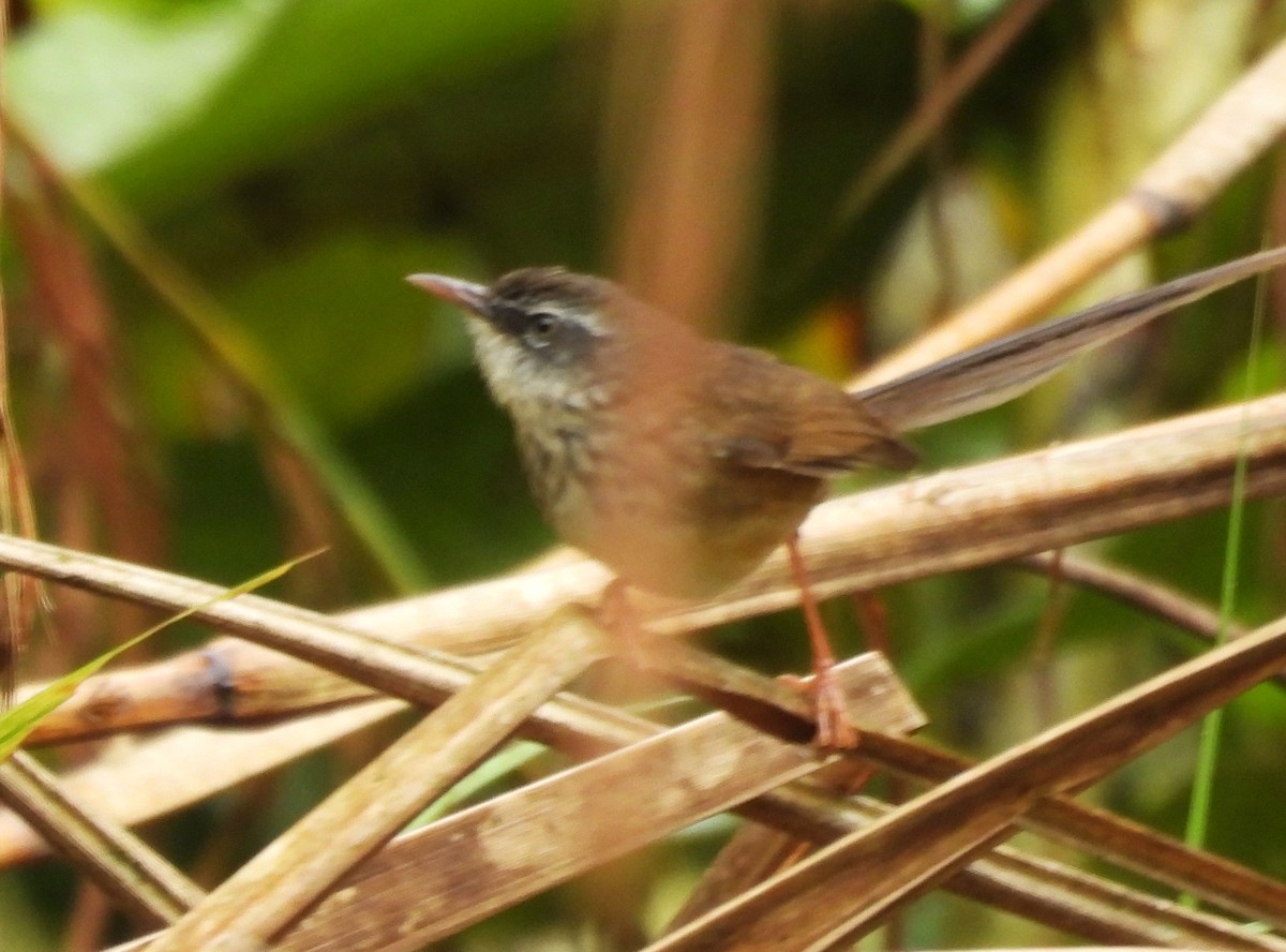 Hill Prinia - ML615743791