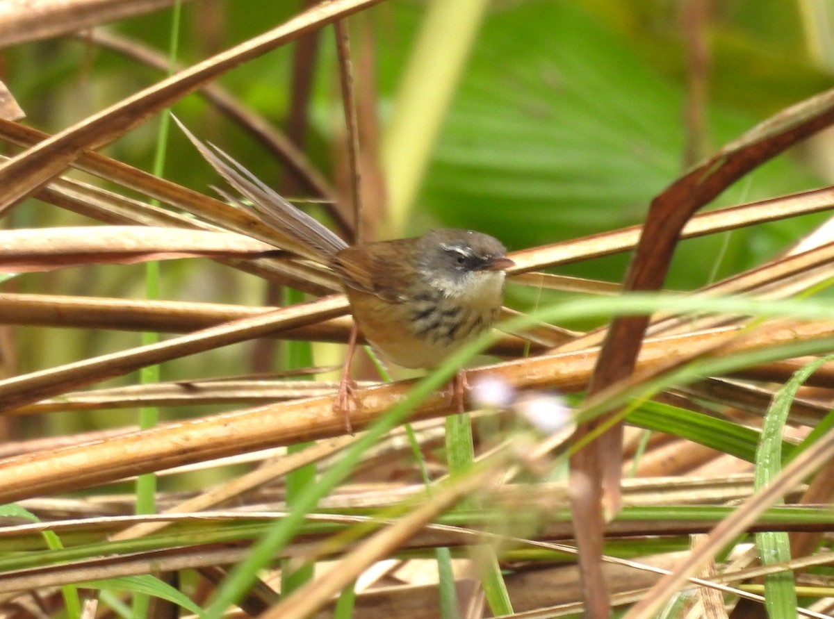 Hill Prinia - ML615743792