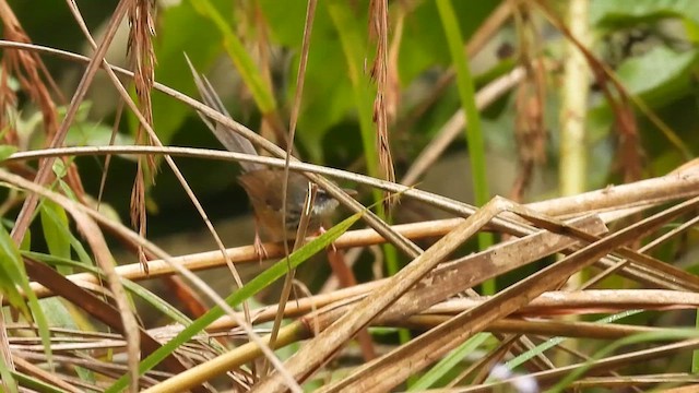 Prinia Montana - ML615743793