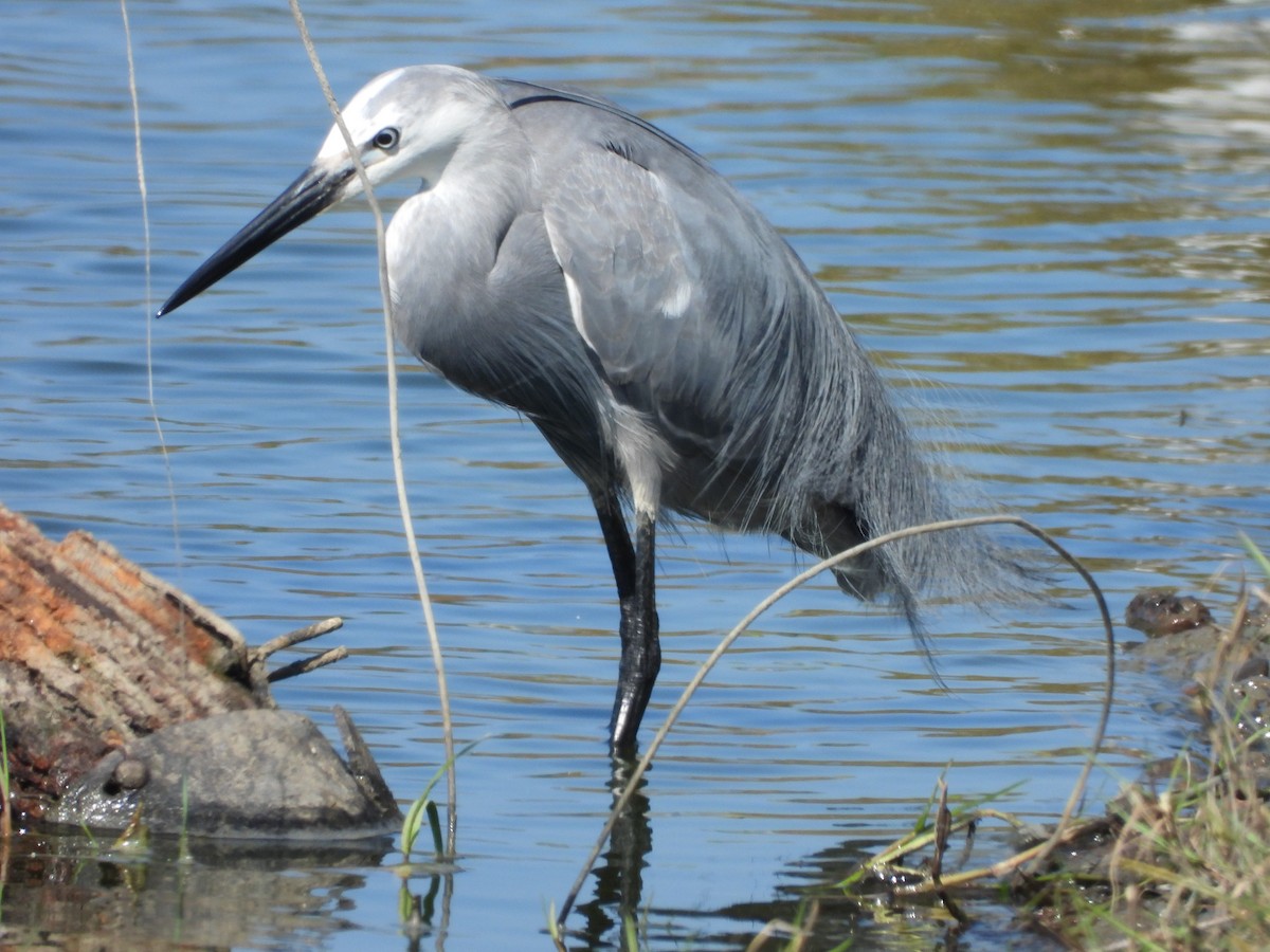 Little Egret - ML615743795