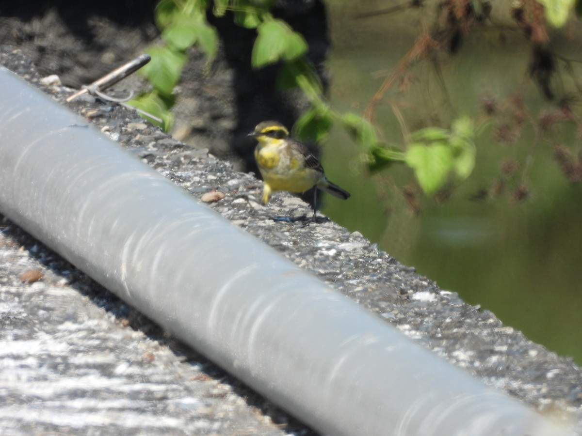 Eastern Yellow Wagtail - 尤 俊華