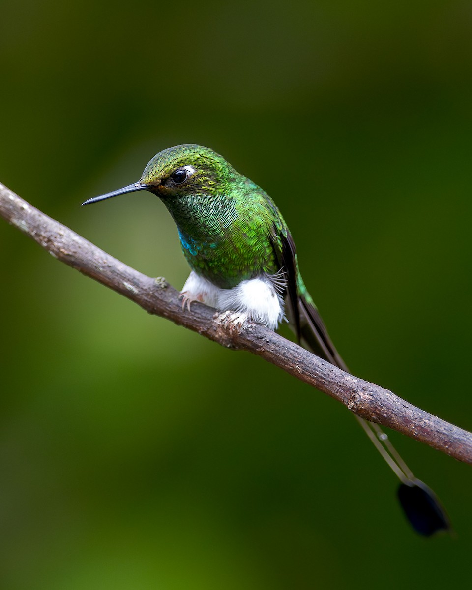 White-booted Racket-tail - Ryan Shean