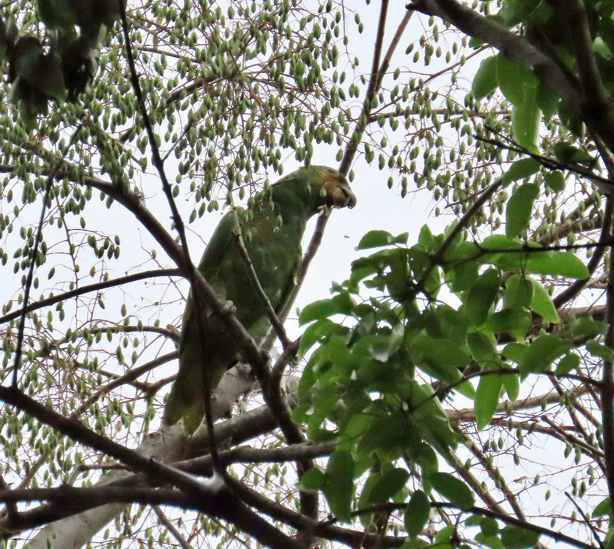 Orange-winged Parrot - ML615743872