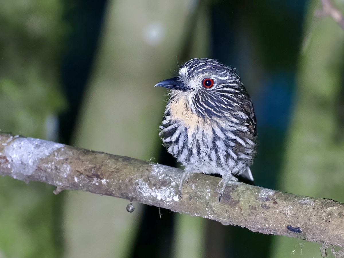 Black-streaked Puffbird - ML615743879