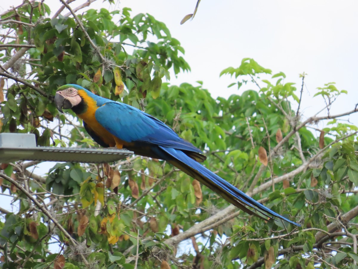 Blue-and-yellow Macaw - ML615743888