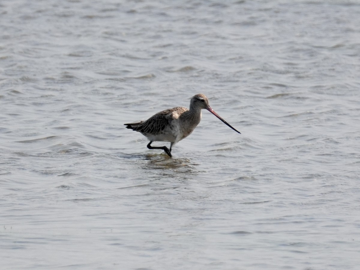 Bar-tailed Godwit - ML615743916