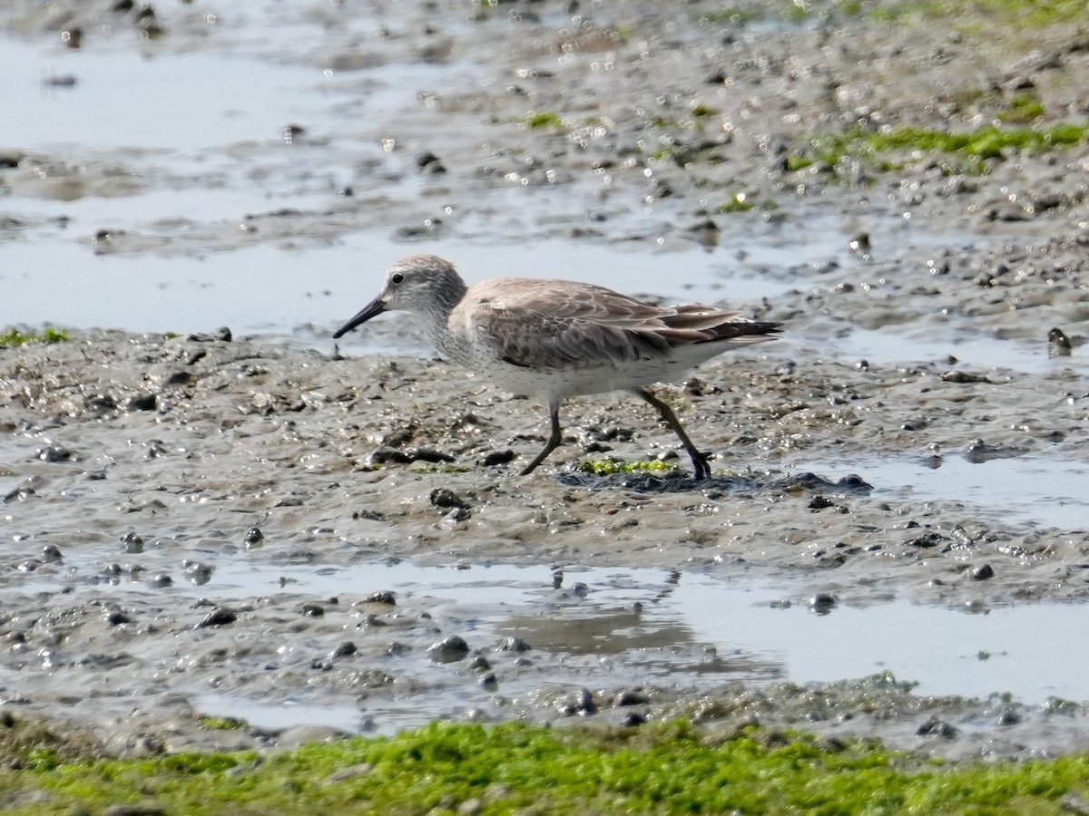 Red Knot - ML615743924