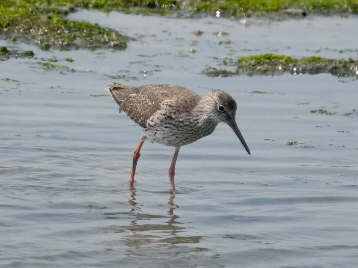 Common Redshank - Donnie Tsui