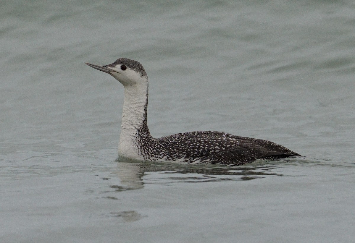 Red-throated Loon - ML615743956