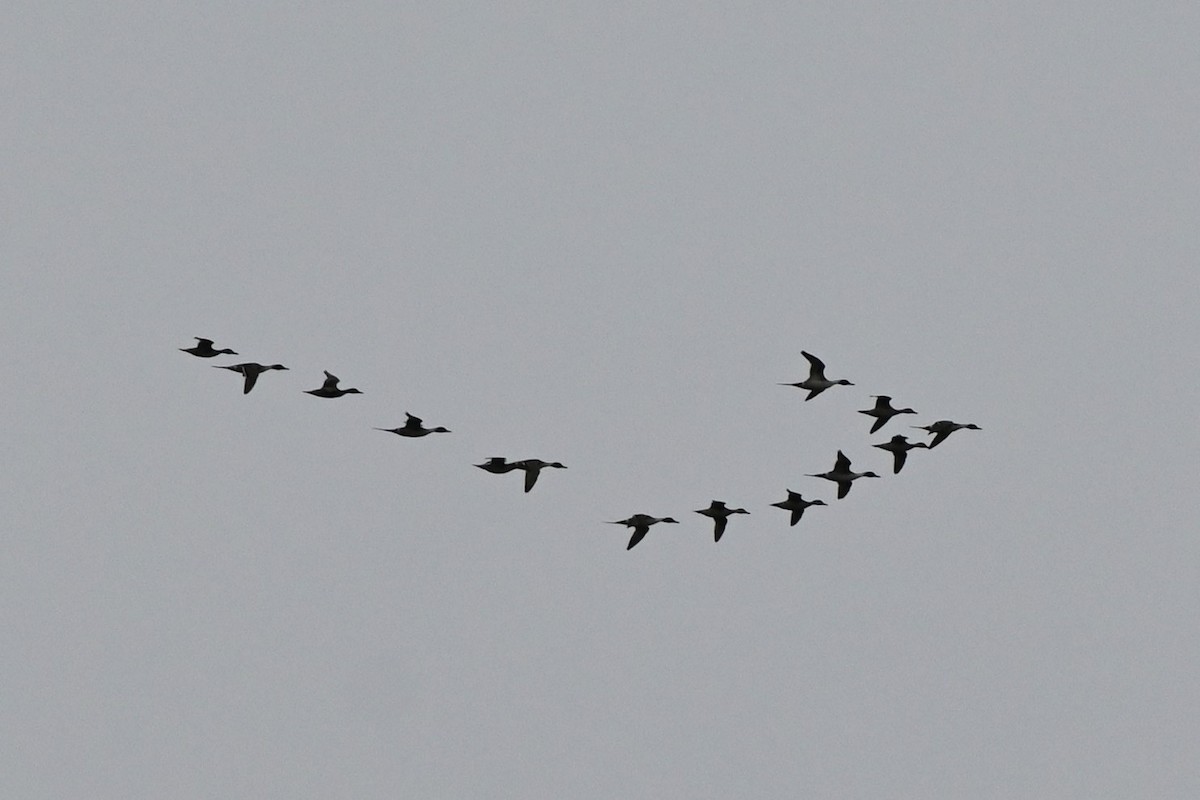 Northern Pintail - Brad Rogers