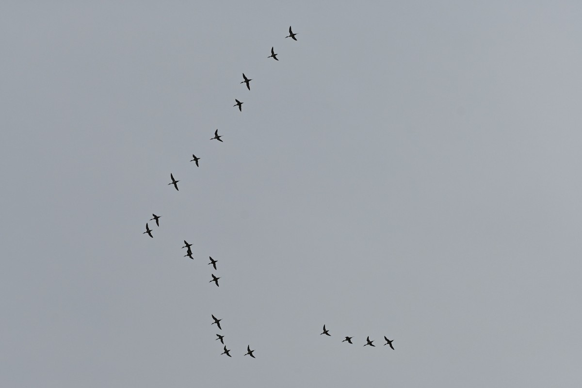 Northern Pintail - ML615743998