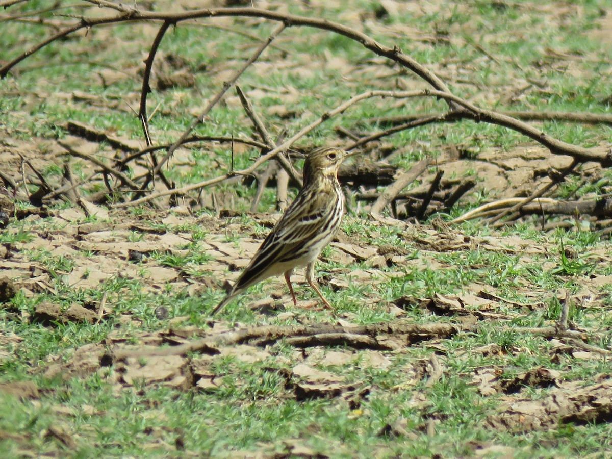 Red-throated Pipit - ML615744000