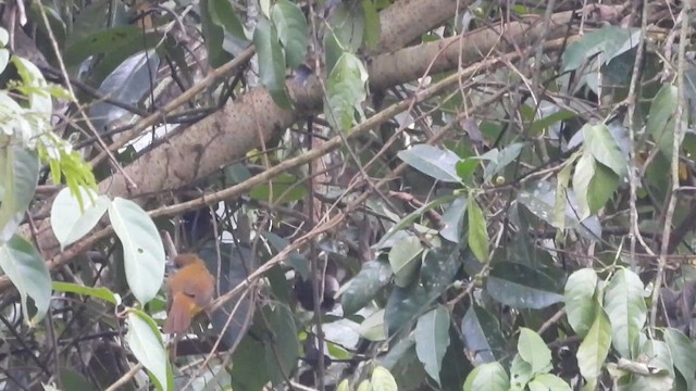 White-throated Bulbul - ML615744005