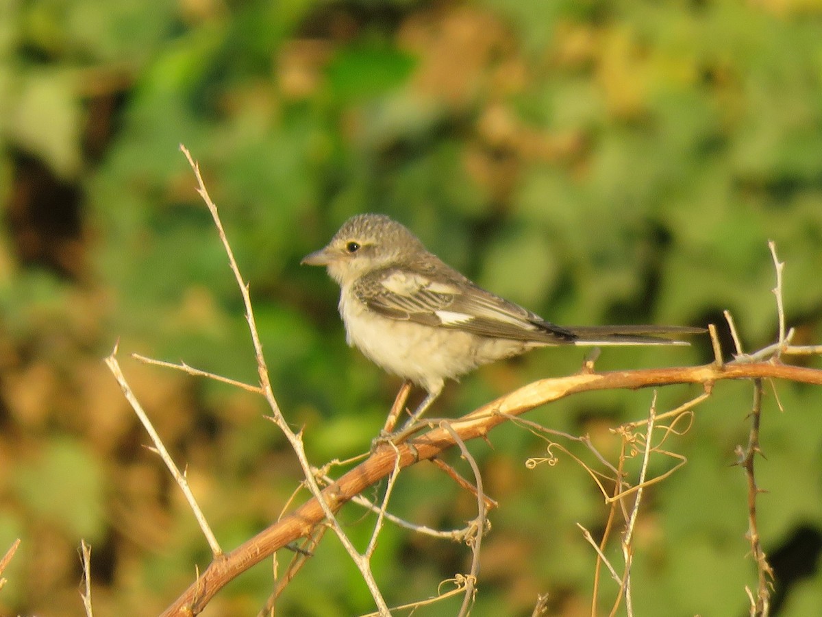 Masked Shrike - ML615744012