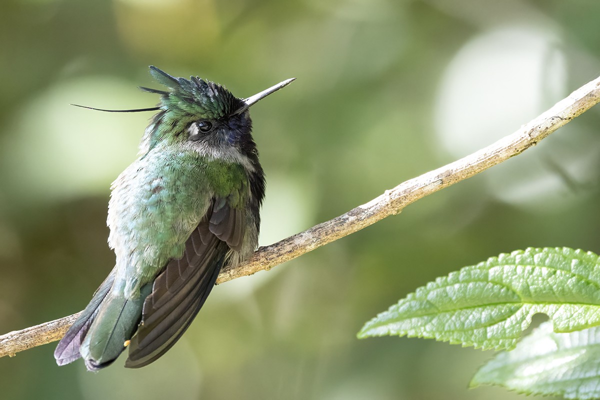 Colibri de Delalande - ML615744015