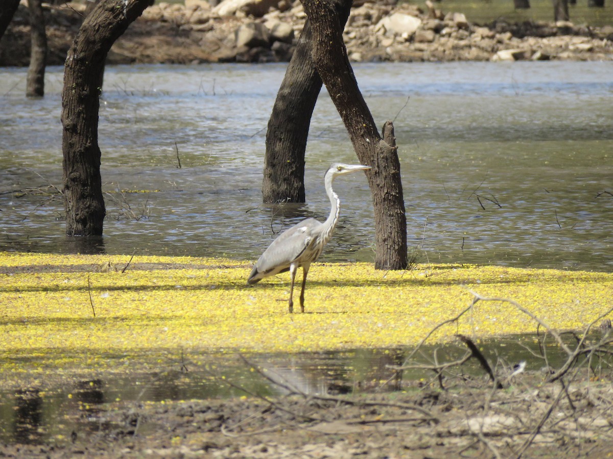 Gray Heron - ML615744019