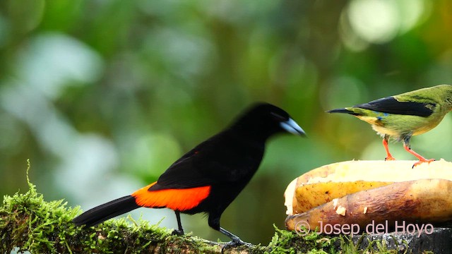 Scarlet-rumped Tanager - ML615744062